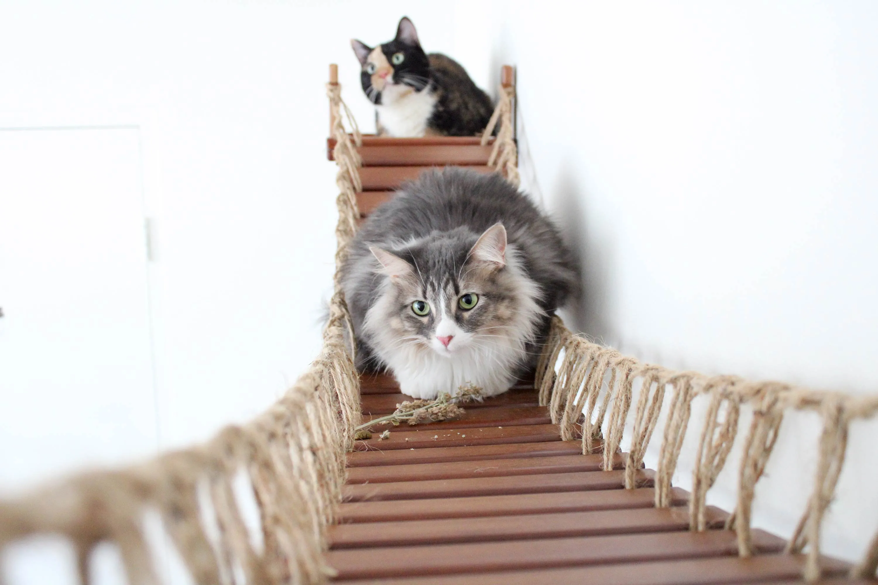 The Cat Bridge Lounge (For Wall)